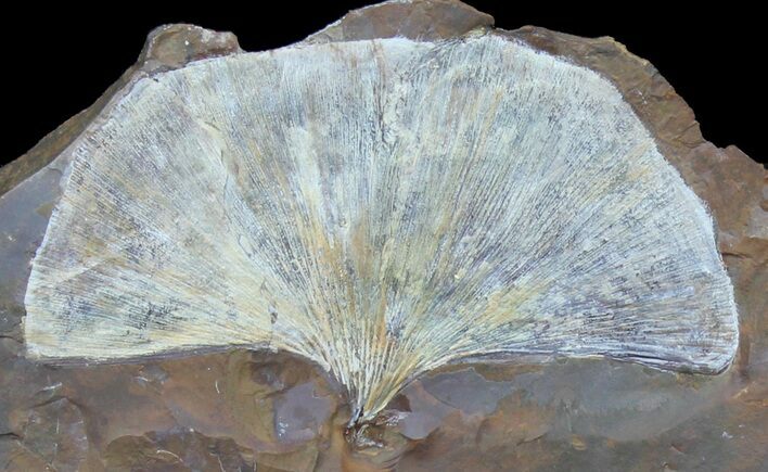 Fossil Ginkgo Leaf From North Dakota #39011